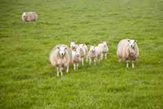 羊羊羔草地