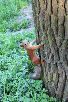 松鼠攀爬树公园