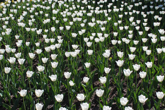 白色郁金香花坛