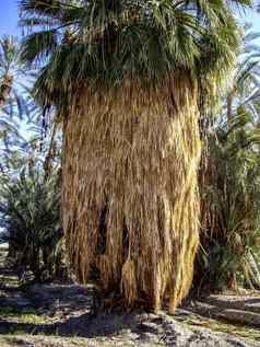 单有胡子的棕榈树