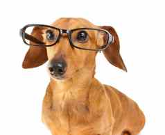 达克斯猎犬狗穿眼镜