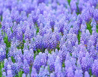 紫色的muscari<strong>一串葡萄</strong>状的