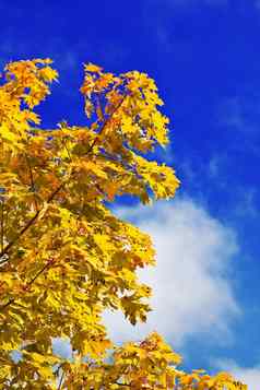 秋天黄色的枫木树