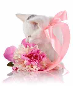 白色小猫粉红色的磁带粉红色的花