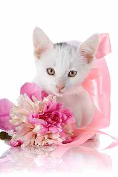 白色小猫粉红色的磁带粉红色的花牡丹