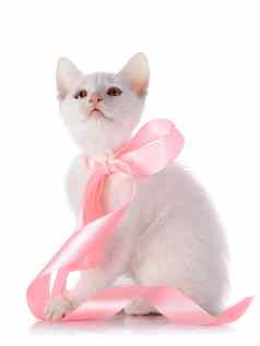 白色小猫粉红色的磁带白色背景