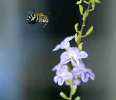蜂蜜蜜蜂飞行