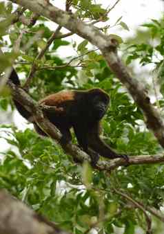 蜘蛛猴子持有树热带位置