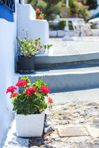 传统的希腊白色花盆红色的花圣托里尼岛岛希腊