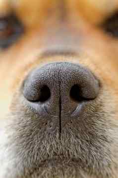 狗的鼻子