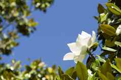 白色木兰开大花的花