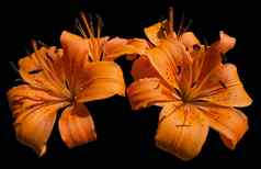 橙色莉莉花百合属植物