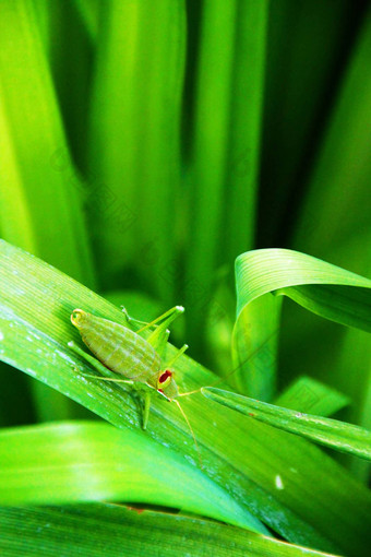 绿色grasshoper休息叶