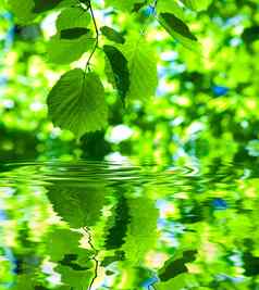 绿色新鲜的树叶水
