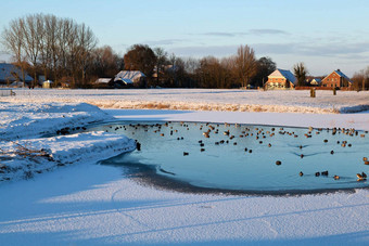 野生水禽冻湖冬天