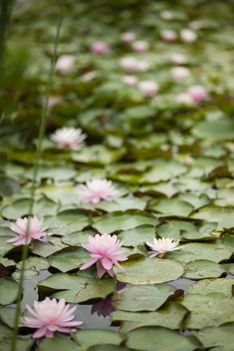 水莉莉花