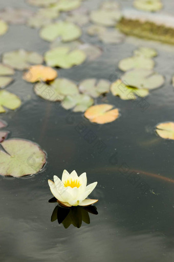 水莉莉花