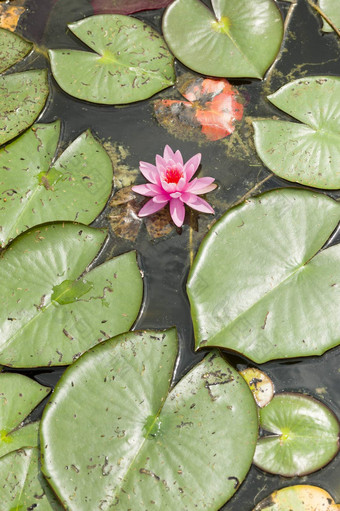 水莉莉花