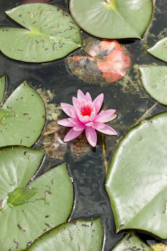 水莉莉花