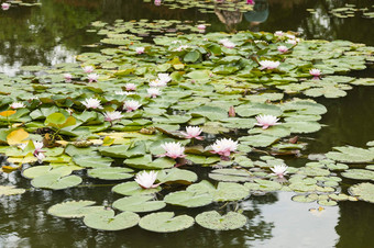 水莉莉花