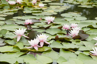 水莉莉花