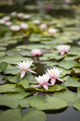 水莉莉花