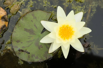 水莉莉花