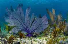 紫色的海风扇珊瑚礁海洋