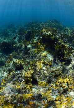 热带鱼水下海洋珊瑚礁