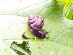 蜗牛房子吃