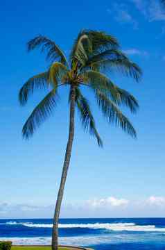 棕榈树海洋