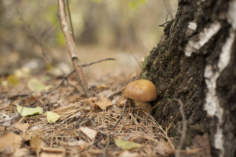 森林蘑菇草