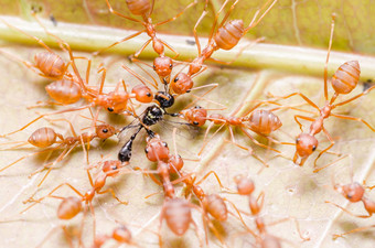 红色的蚂蚁团队合作亨特