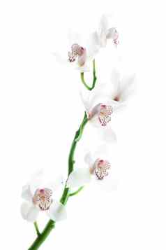 白色精致的兰花白色背景