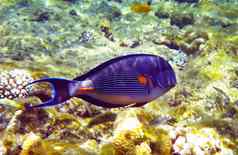 美丽的阿拉伯热带鱼的一种水下深红色的海