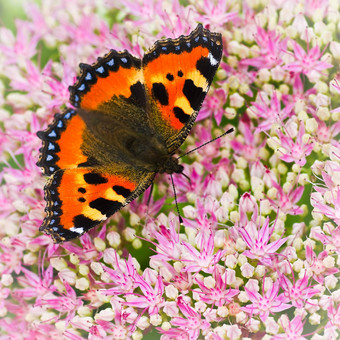 <strong>小</strong>龟甲<strong>蝴蝶</strong>Aglais测定了Sedum<strong>花</strong>