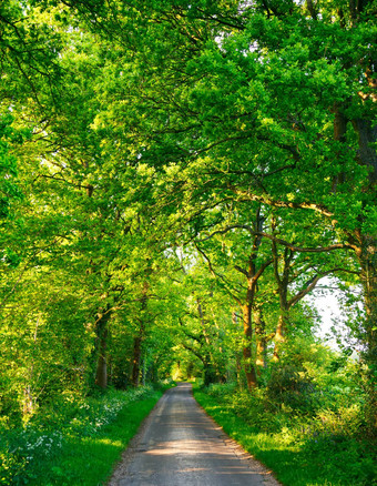 绿色橡木路