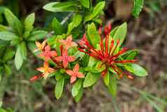 Ixora