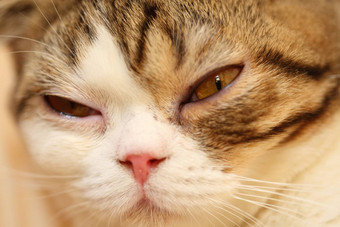 猫眼睛关闭虎斑猫眼睛