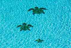 平铺的海龟底游泳池