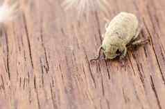 棕色（的）圣甲虫甲虫