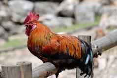 美丽的旋塞公鸡坐着栅栏尼泊尔山村