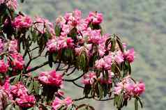 粉红色的花美丽的杜鹃开花喜马拉雅山脉尼泊尔