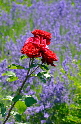 红色的玫瑰花园
