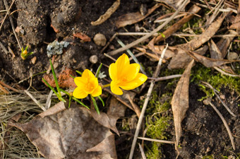 黄色的藏红花番红花属花布鲁姆春天图片
