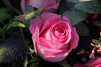 露水滴粉红色的玫瑰