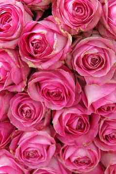大粉红色的玫瑰婚礼核心