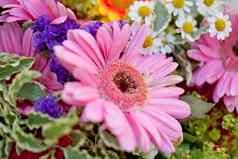 美丽的色彩斑斓的集合花春天夏天庆祝活动