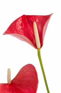 美丽的anthedesia花烛属植物