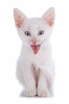 强烈惊讶白色小猫蓝色的眼睛